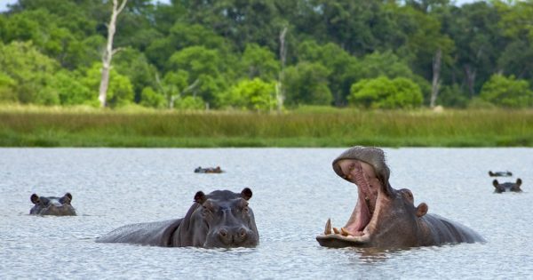 Okavango delta, Safari